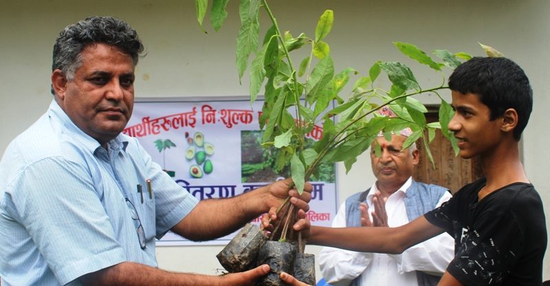 आँधीखोला गाउँपालिकाद्वारा कक्षा ६ देखि १२ सम्मका विद्यार्थीलाई एभोकाडो बिरुवा वितरण