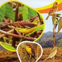 पोखरामा बगाले बगेडी चराको संरक्षणप्रति चासो