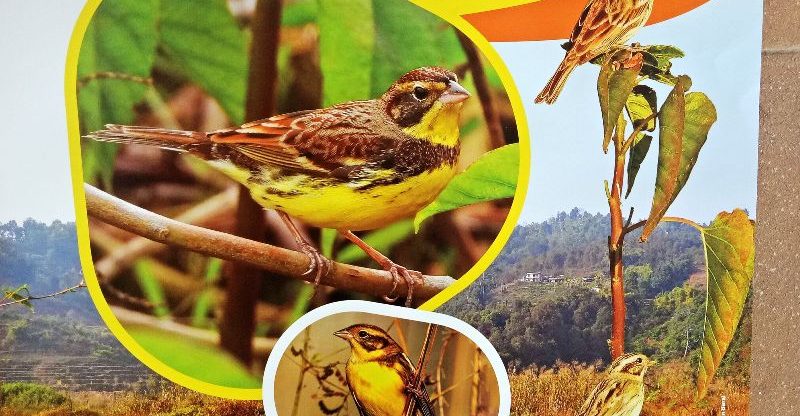 पोखरामा बगाले बगेडी चराको संरक्षणप्रति चासो