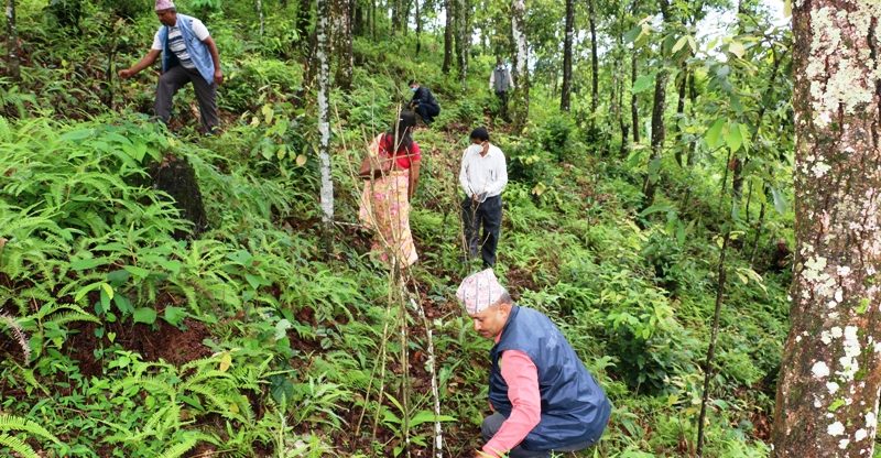 सन्दर्भ वन दिवसः अघिल्लो बर्ष रोपेका विरुवाको गोडमेलसंगै संरक्षण