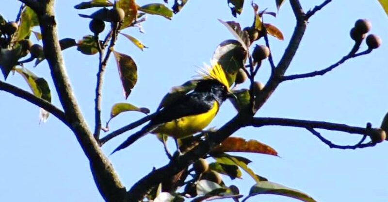 स्वर्णचुल राजचिचिल्कोटे ४५ वर्ष पछि भेटियो पोखरा उपत्यकामा