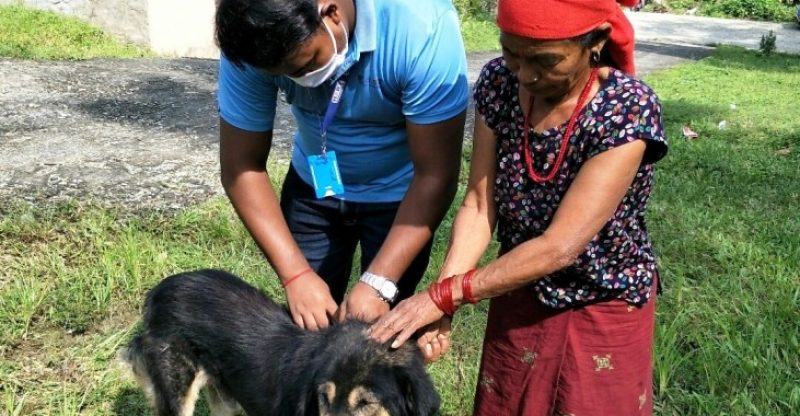चापाकोटमा कुकुर र बिरालोलाई रेबिज विरुद्धको खोप