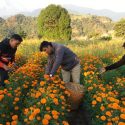 पोखरामा ट्रिपल फाइव ओरेन्ज सयपत्रीको फुलको सफल परीक्षण