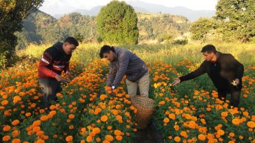 पोखरामा ट्रिपल फाइव ओरेन्ज सयपत्रीको फुलको सफल परीक्षण