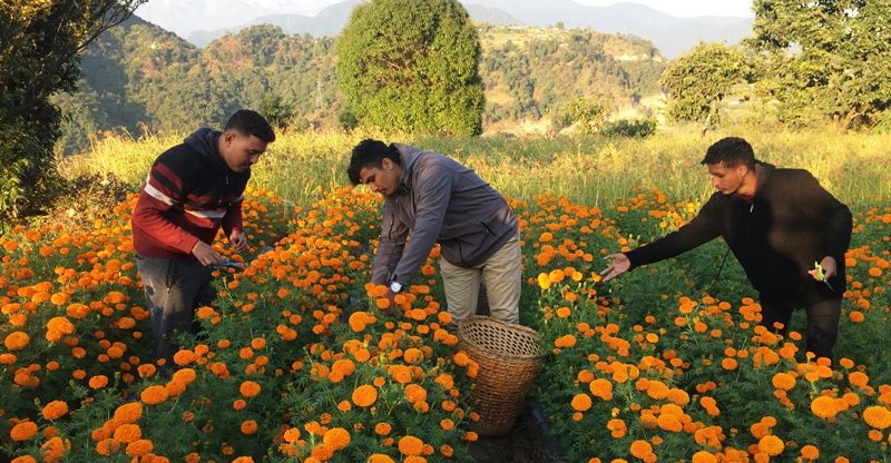 पोखरामा ट्रिपल फाइव ओरेन्ज सयपत्रीको फुलको सफल परीक्षण