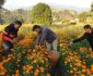 पोखरामा ट्रिपल फाइव ओरेन्ज सयपत्रीको फुलको सफल परीक्षण