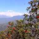 काहुँडाँडामा लालिगुराँस