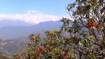 काहुँडाँडामा लालिगुराँस