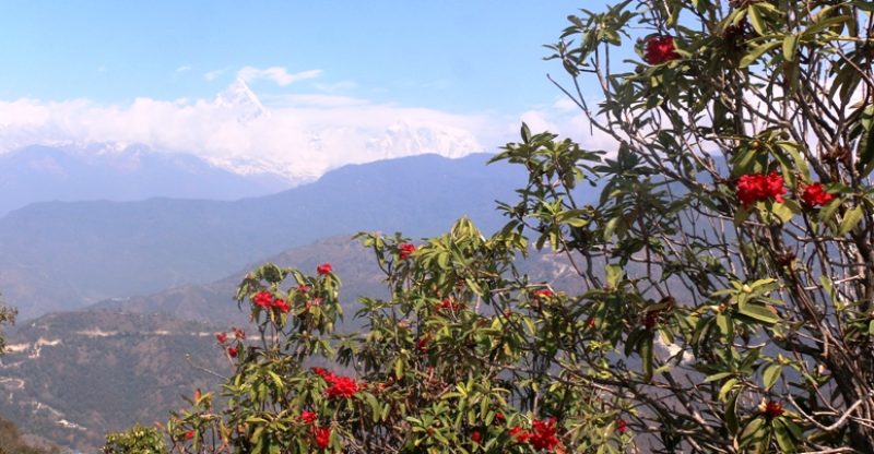 काहुँडाँडामा लालिगुराँस