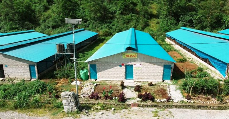 कोरोनाले व्यापार चौपट भएपछि पोखराका युवा ब्यवशायी बंगुरपालन तर्फ