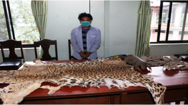 पोखरामा बाघको छाला र सालक सहित युवक पक्राउ