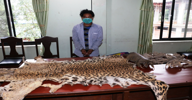 पोखरामा बाघको छाला र सालक सहित युवक पक्राउ